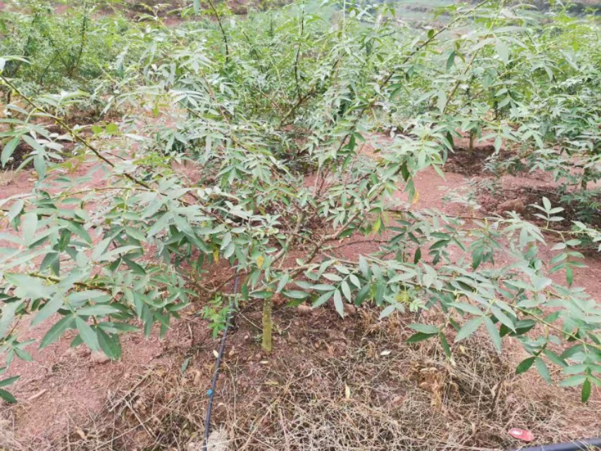 如何引领花椒产业发展,发展花椒产业的益处