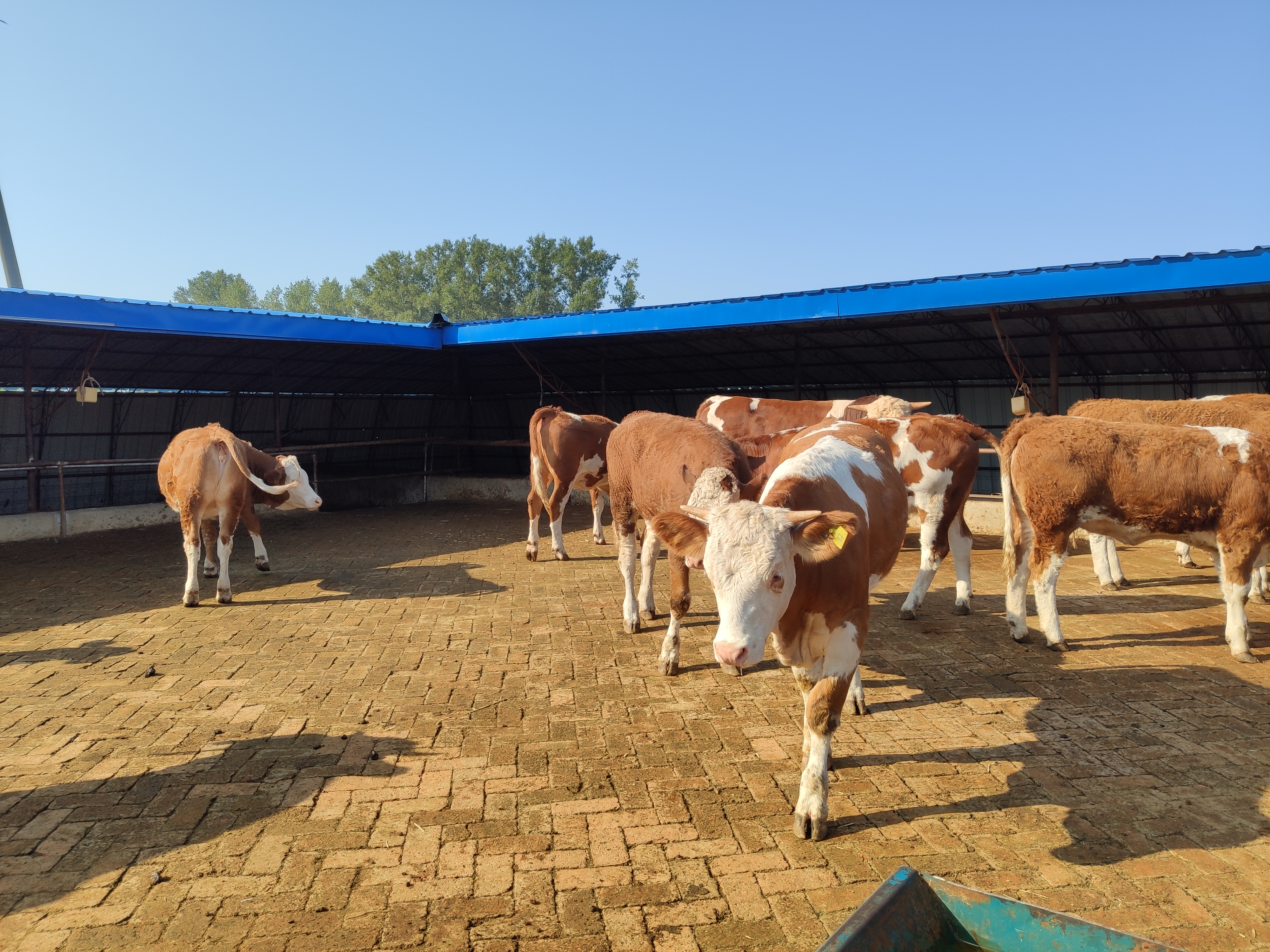 现在农村养牛前景怎样,现在养牛的发展现状是什么