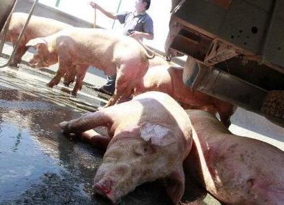 夏季猪中暑怎么办,猪中暑症状视频