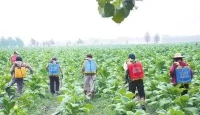 打农药安全注意事项和禁忌,农药用药注意事项