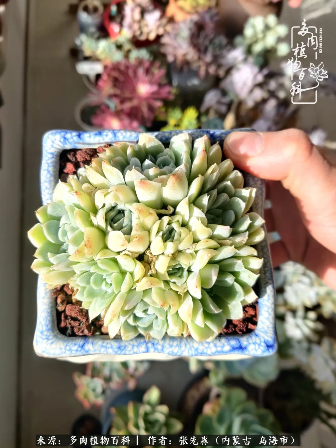 吸取教训，不断探索，英语老师的多肉碎碎念