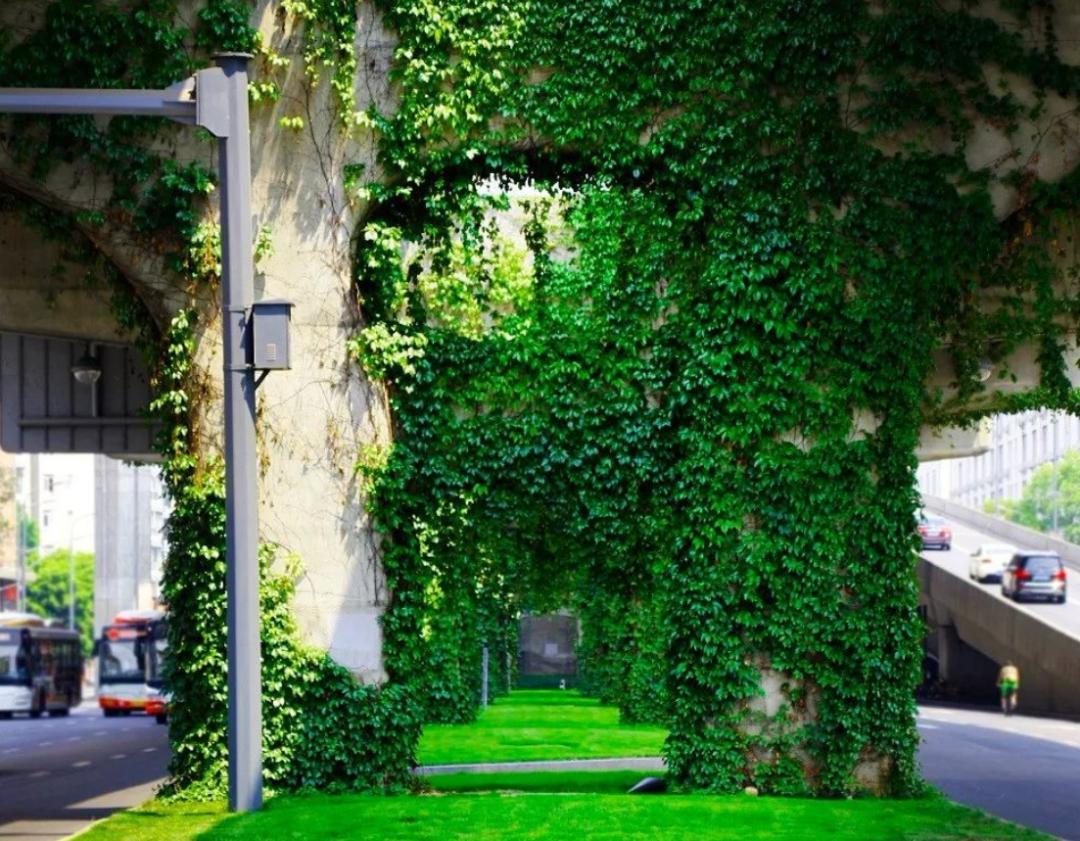 为什么城市高架桥下都要种爬山虎,我国高架桥为什么种爬山虎