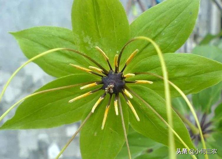 小何三农：治疗咽喉肿痛的原材料，与您分享七叶一枝花的种植经验