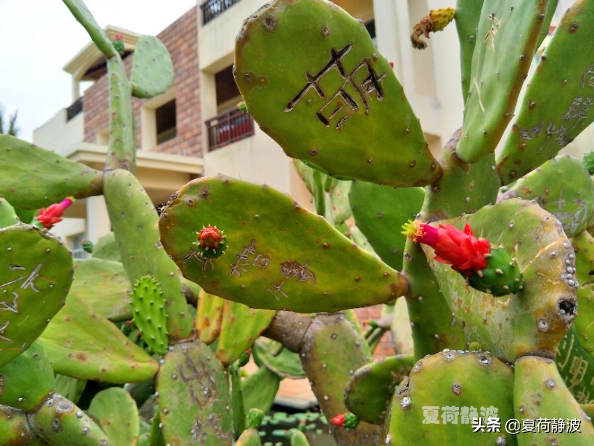 海南潜水旅游攻略一日游,海南亚龙湾游记