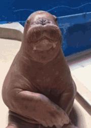 可爱搞笑图片可直接保存,搞笑图片现在的年轻妹纸真会玩啊