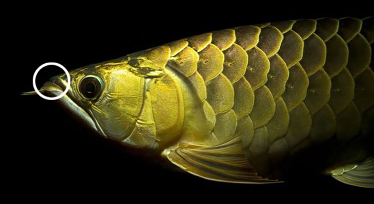 龙鱼幼鱼期怎么分辨金龙还是红龙,20公分龙鱼怎么区分金龙红龙