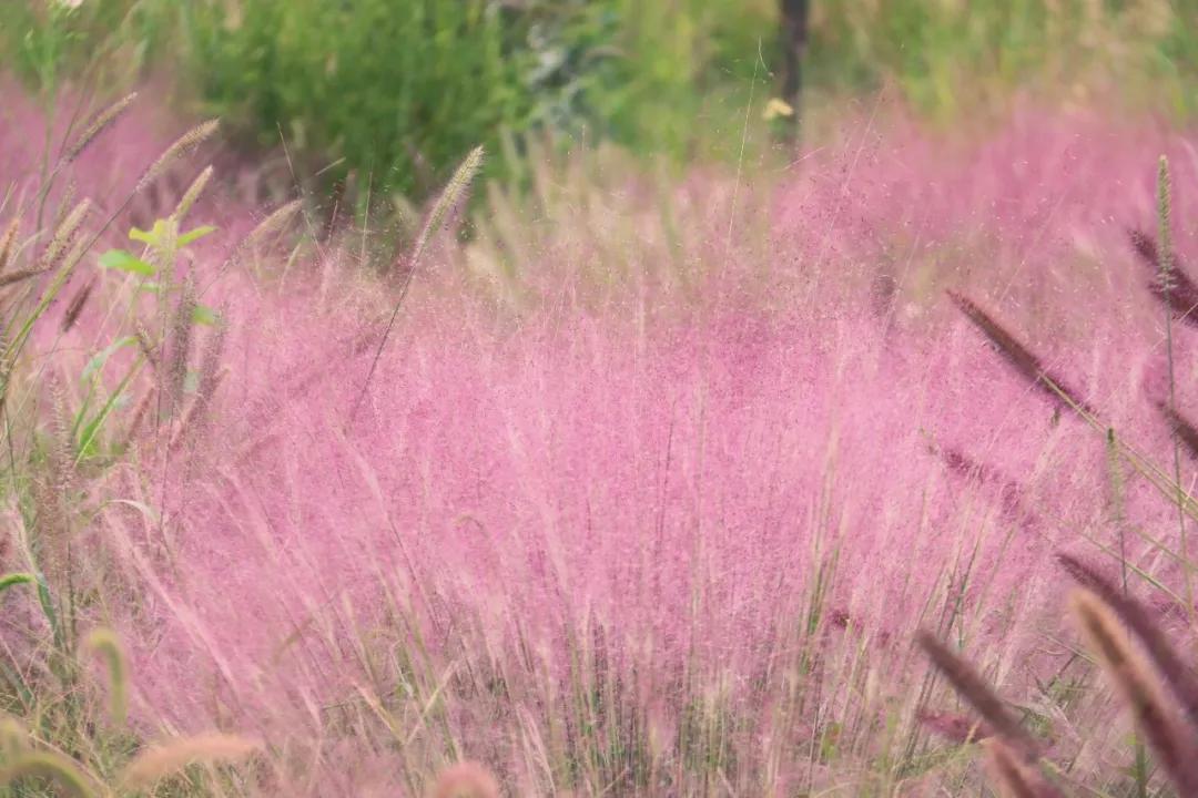 郫都区国庆游玩推荐,11月郫都周边游