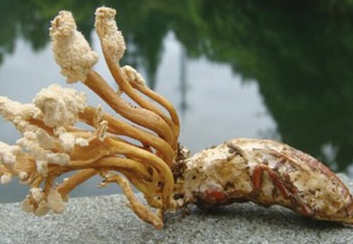 金蝉花中药怎么食用,药食同源话蝉花