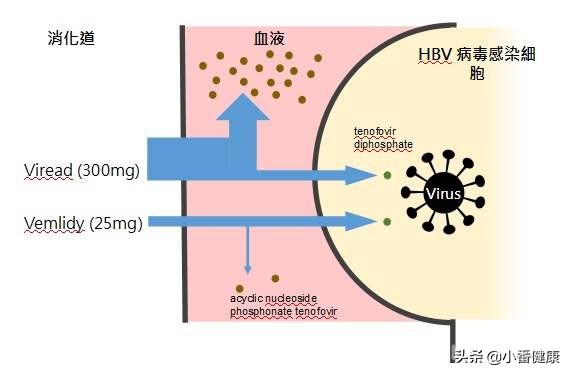 乙肝核苷类药物副作用,乙肝治疗的药物主要是核苷类药物