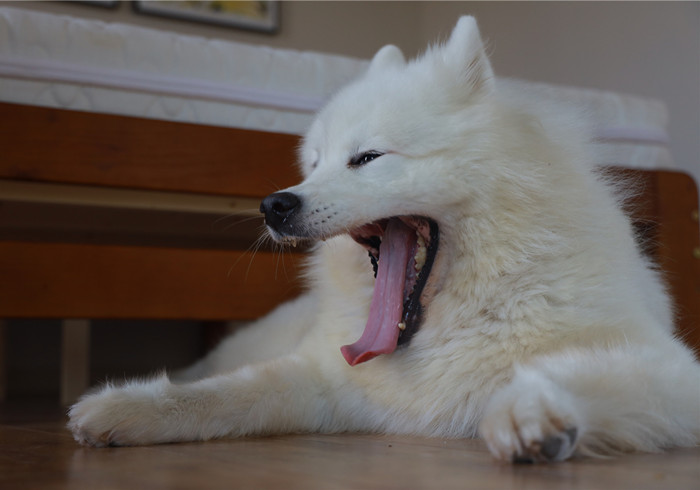 小狗牙齿不小心掉了还能长出来吗,狗狗牙齿意外掉了会长新牙吗