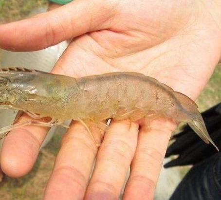对虾多少度不摄食,对虾不吃料什么原因