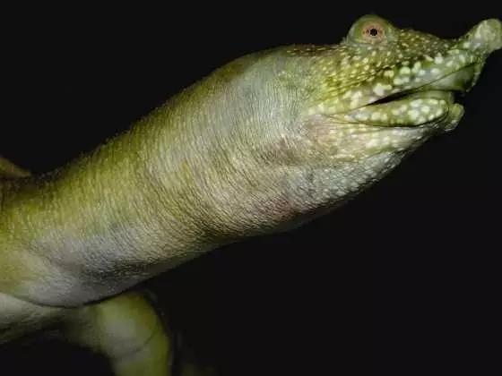 家庭小甲鱼养殖新手入门,家庭养小甲鱼视频教程