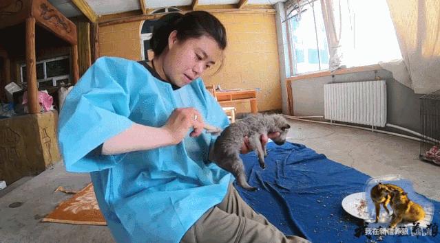 养狼disco：我在*疆新**，把狼养成了哈士奇