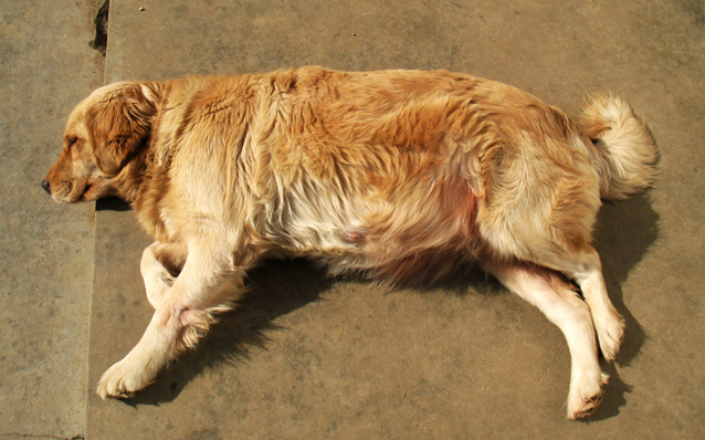 金毛生产完需要准备什么,金毛即将生产时的征兆