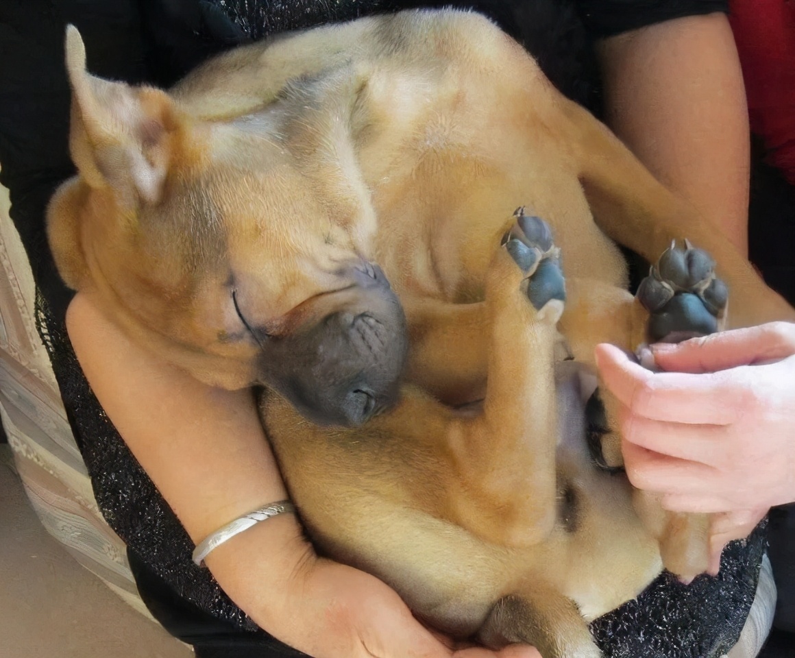 狗狗呕吐的常见原因和应对,狗狗呕吐一般是什么原因导致的呢