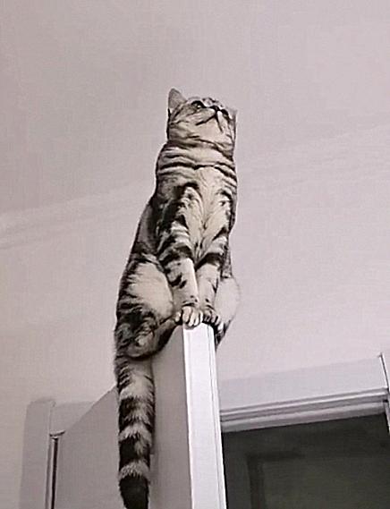 半夜睡下后总觉得空中有团黑影，打开灯后四目相对：有事吗？