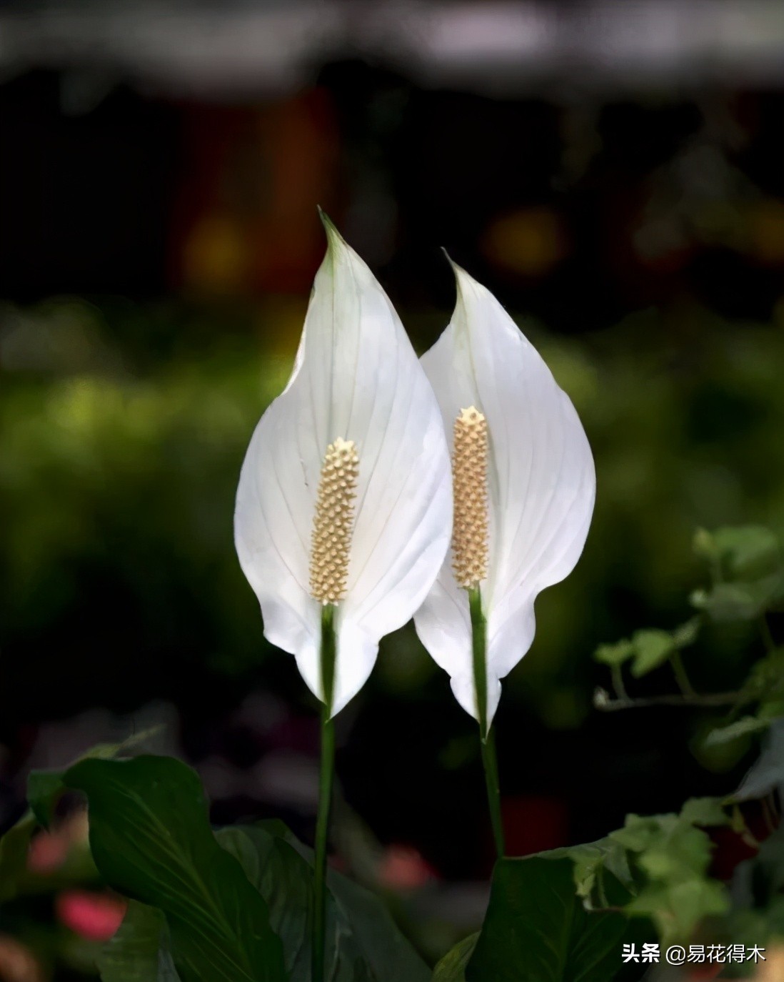 四季开花香味浓的观花植物,观叶型花卉有哪些花可以吃