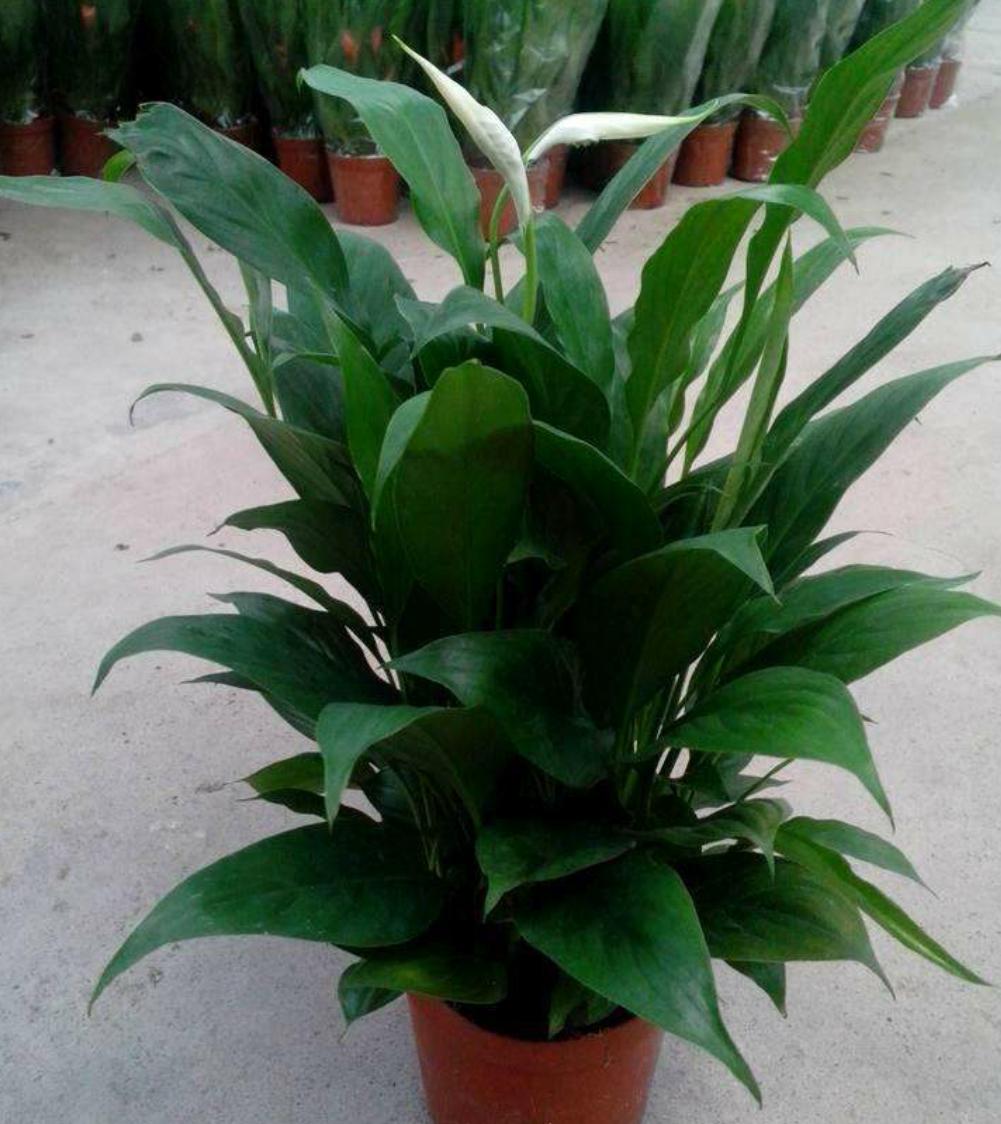 白掌长出新叶马上就发黑什么原因,白掌黑叶的原因