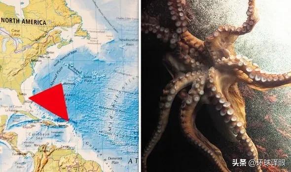 巨型乌贼或解开百慕大三角之谜,世界未解之谜巨型乌贼