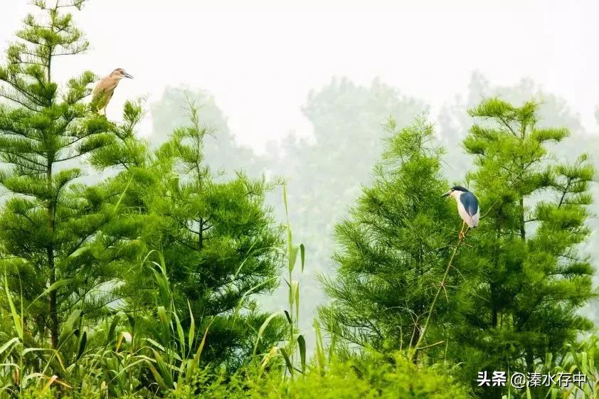 姜堰好吃又好玩的地方,56张美景图片大饱眼福