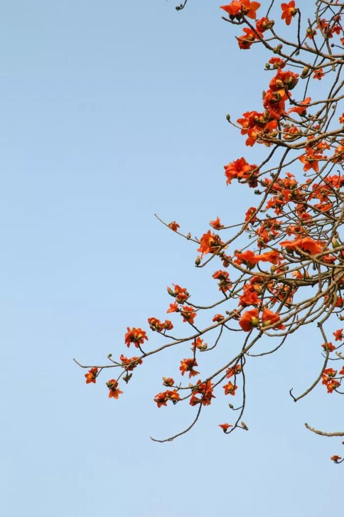 致橡树爱情的模样,致橡树送给爱情中的人可以吗