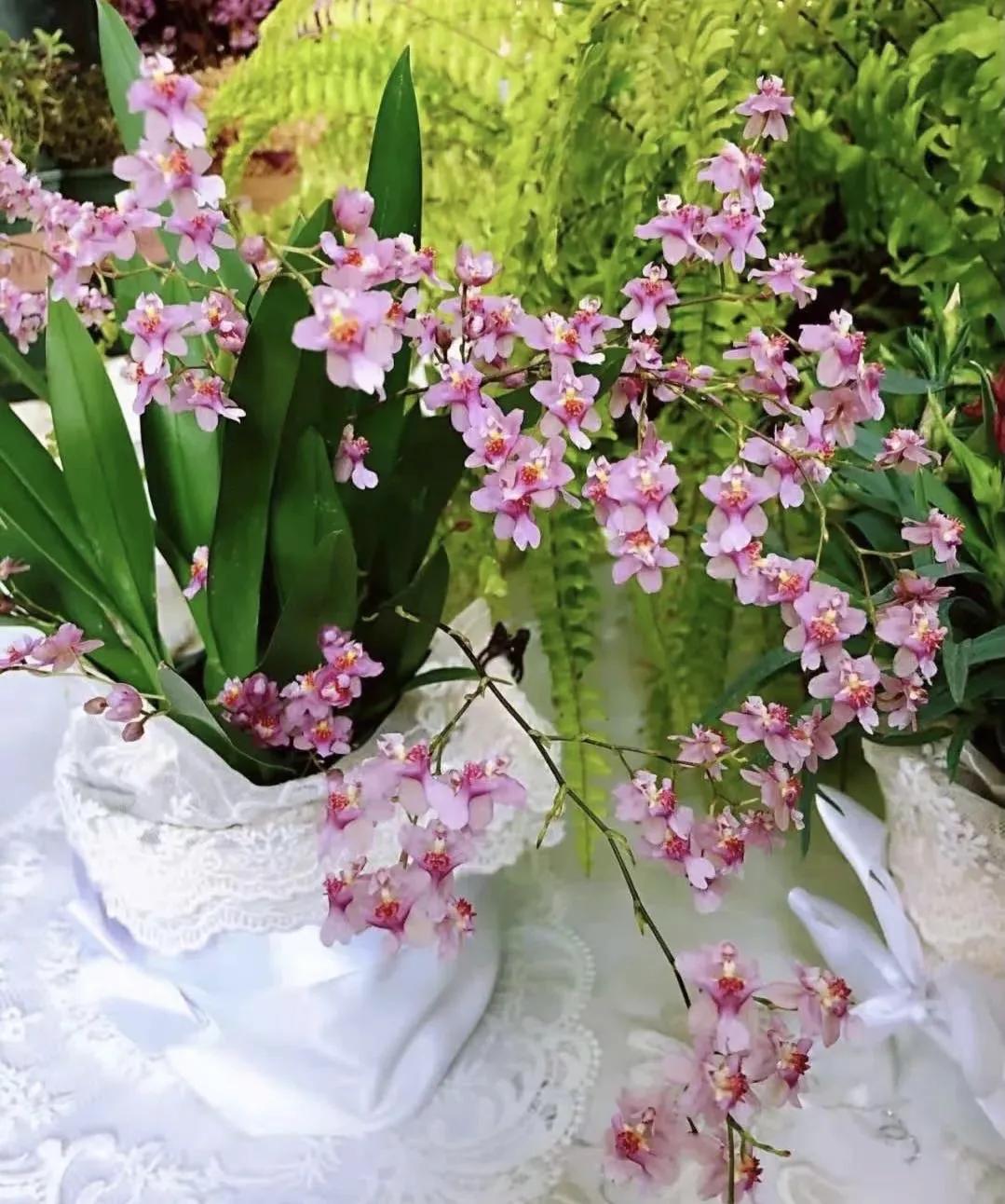 梦香兰的养殖方法,梦香兰花苗