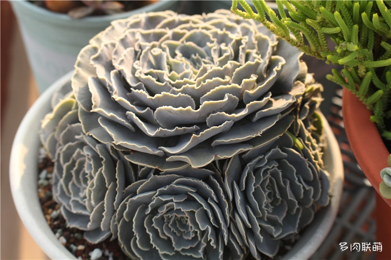 多肉面上铺了麦饭石怎么施肥,多肉施肥是浇水之后还是之前