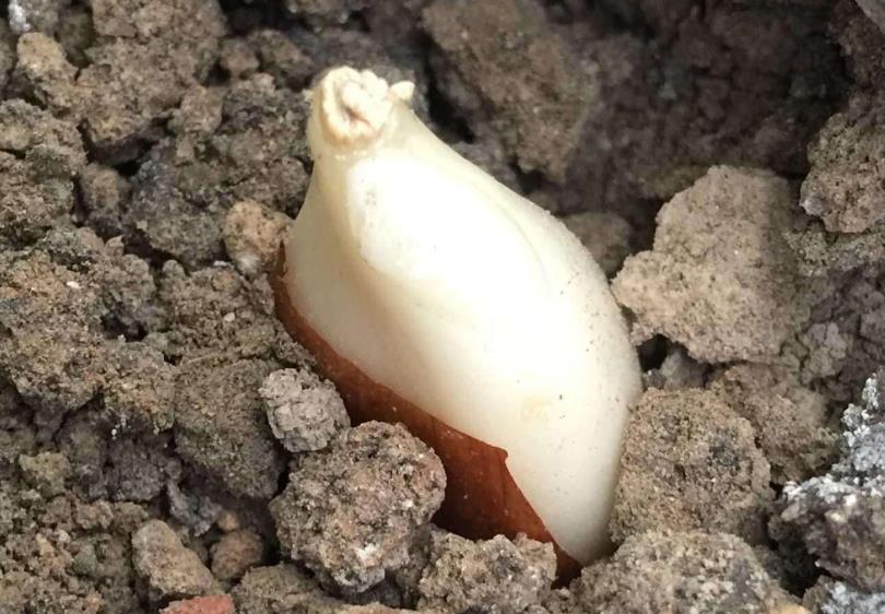 郁金香种球分裂后的小球能开花吗,郁金香开完就扔掉了吗