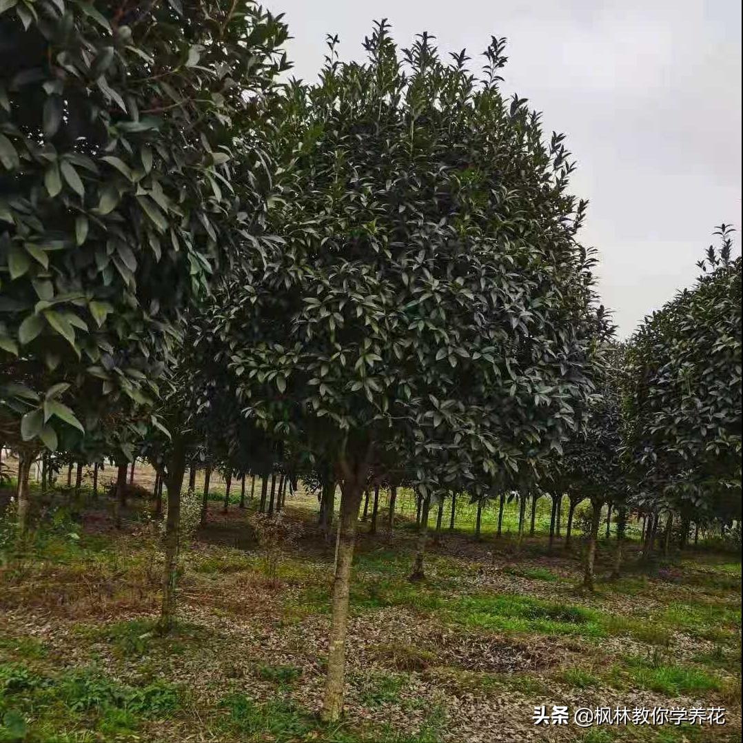 桂花树幼苗怎样栽培视频教程,桂花树的移栽方法和注意事项