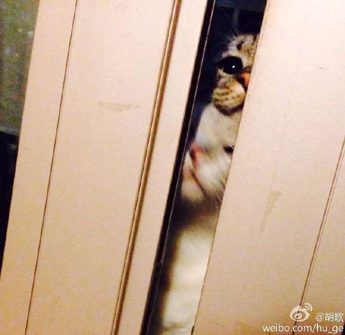 胡歌彭于晏和我,胡歌我和我的父辈