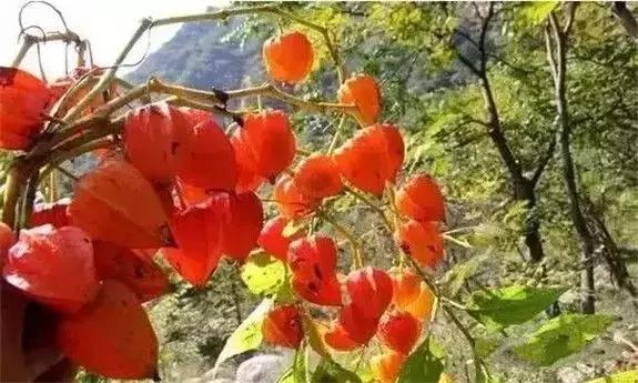 东北版满汉全席,原汁原味的满汉全席