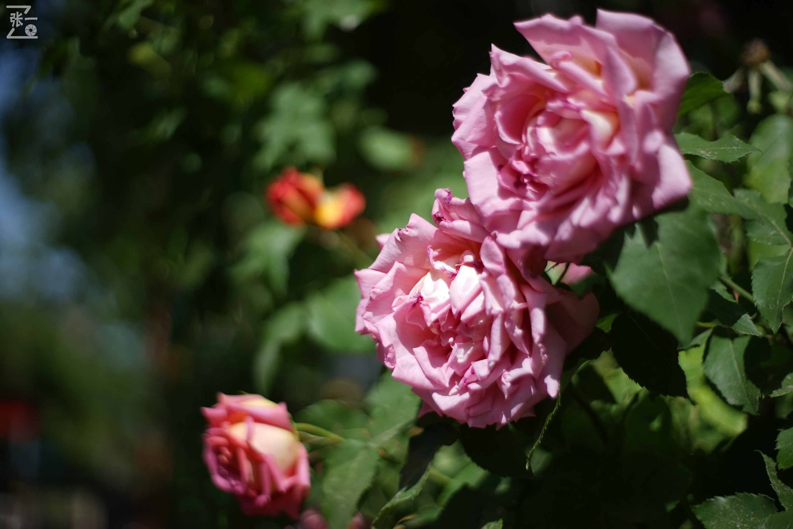 凤凰国产50mm镜头,凤凰索尼e口镜头