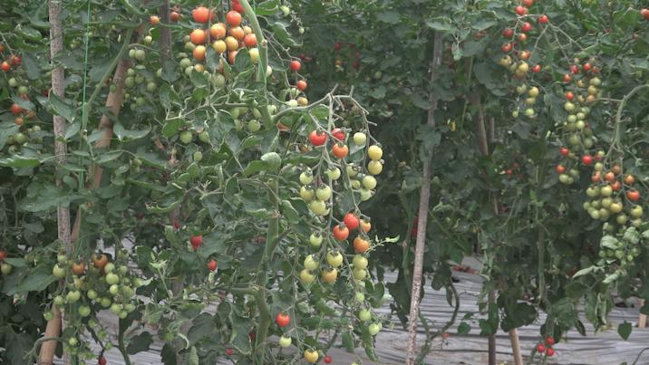 三零模式带动牧民脱贫,三零创建与乡村振兴