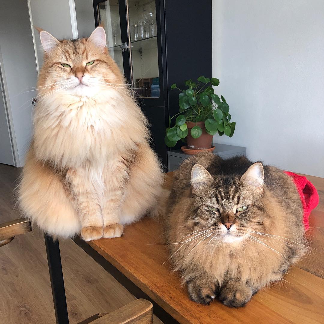 球虫病猫咪,猫咪球虫病用什么药