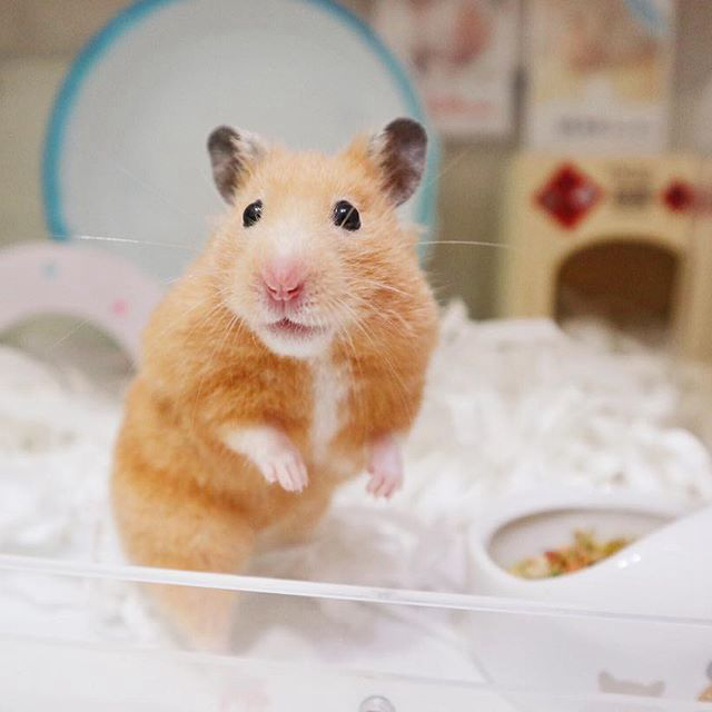 仓鼠夏天如何预防高温天气,仓鼠肚皮湿湿的中暑了怎么办