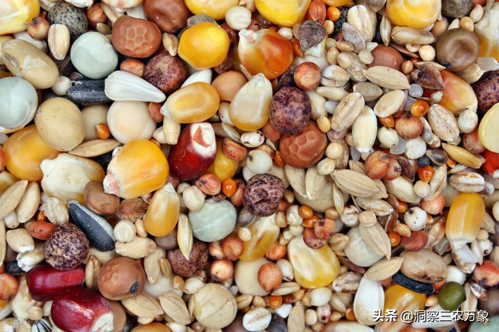 小鸽子怎么养才是正确方法,鸽子怎样养才能养好