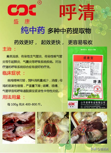 鸡中暑的症状及治疗方法视频,蛋鸡中暑用什么药恢复产蛋率