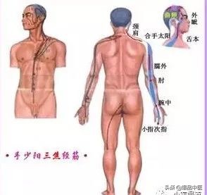 十二经筋连接动态图,十二经筋的图解