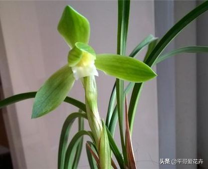 大花蕙兰花谢后换盆要去掉老土吗,蕙兰花怎么养才能旺盛容易开花