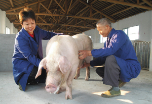 猪人工授精技术、设备、步骤