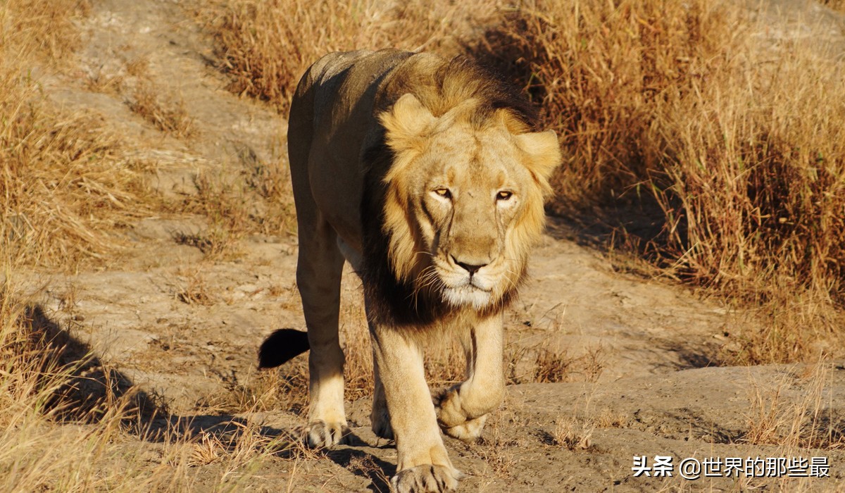 世界上都有哪些比较猛的猛兽,全世界最厉害的的十大猛兽
