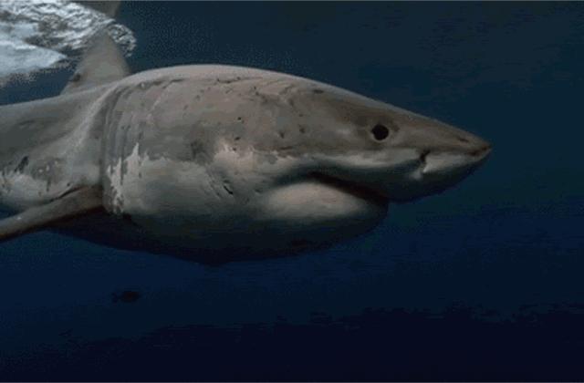 出游在外小心不要被动物吃掉哦