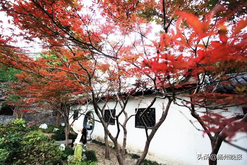 2018年冬天扬州赏花攻略,扬州11月秋景打卡地