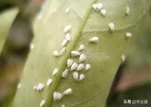 家庭防治虫害的最佳方法,病虫害防治小妙招