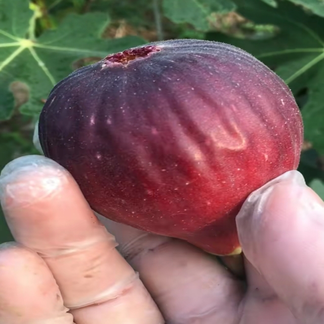 无花果用什么土壤种植,无花果盆栽种植方法图