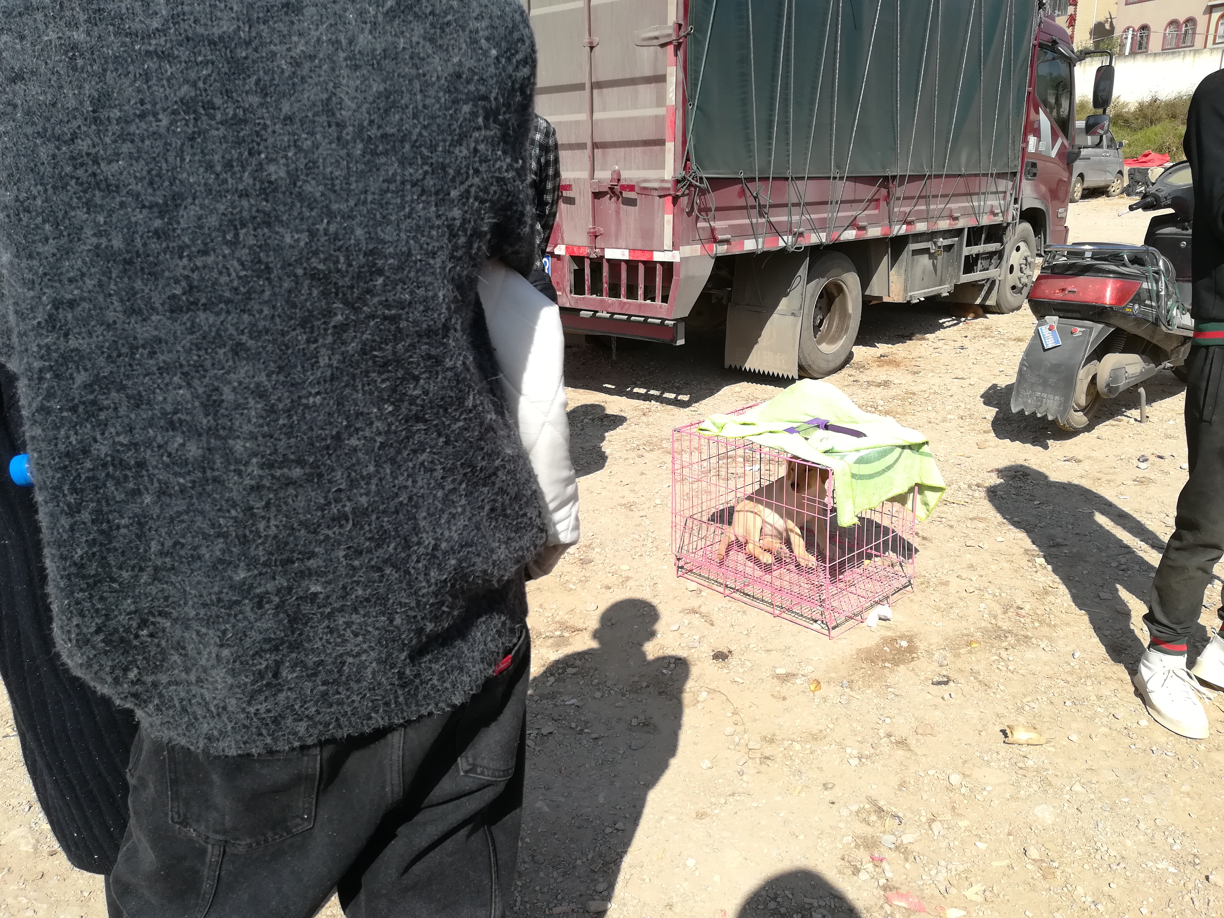 拉布拉多纯正血统成年出售,正规血统的拉布拉多价位