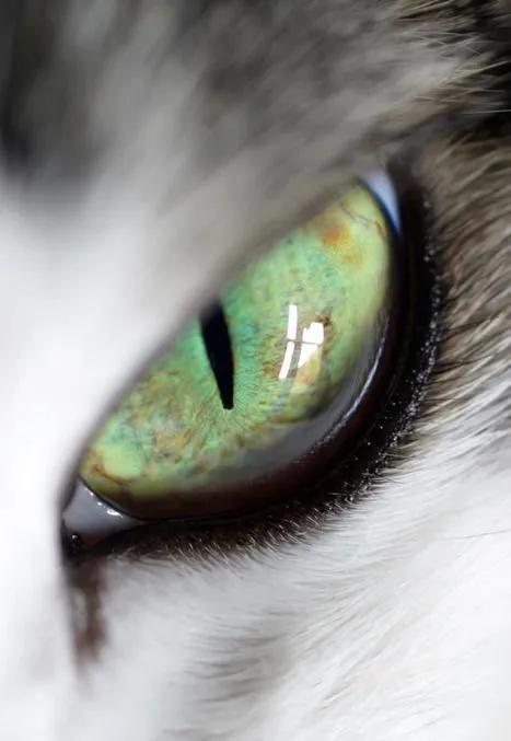 猫咪眼中的漂亮猫咪是什么样的,猫咪猫眼照片