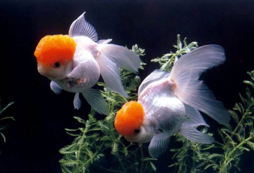 周公解梦：梦见鱼，心情爽；梦见水，财源广