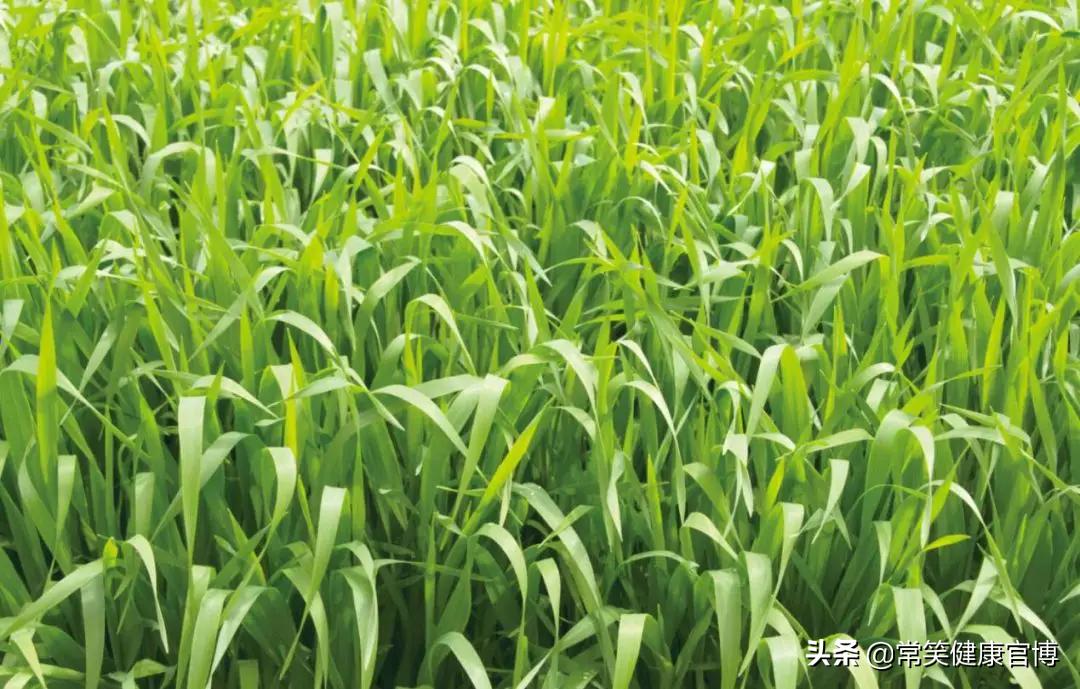 大麦若叶能减肥吗,大麦若叶真的有用吗