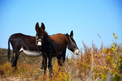 养殖毛驴需要承担什么风险,养殖驴不长肉